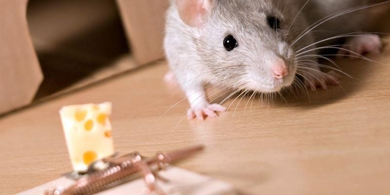 ratto vicino a una trappola per roditori