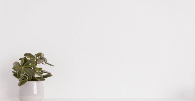 A potted plant is sitting on a table in front of a white wall.