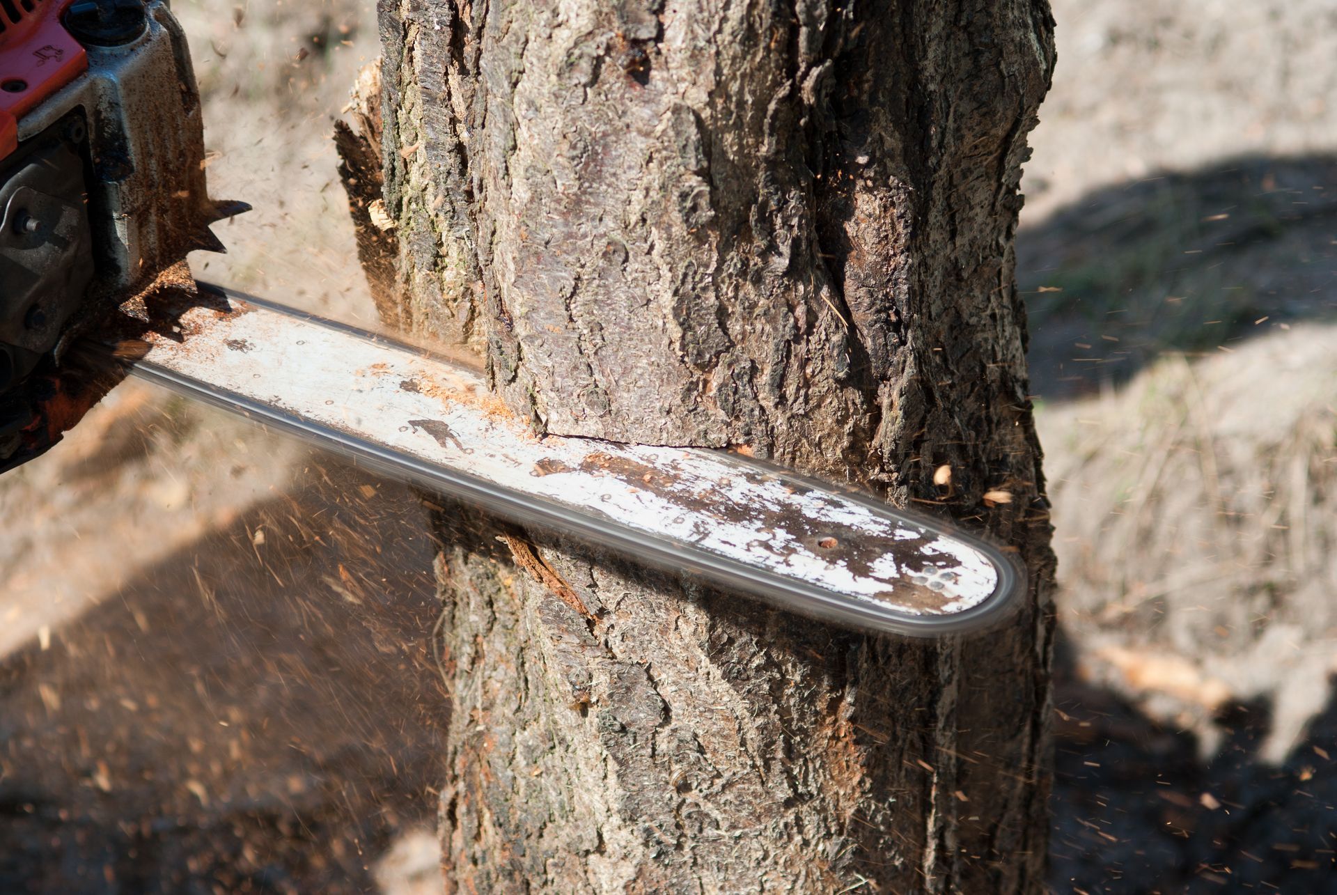 Chainsaw being used to cut a tree trunk, showcasing expert tree removal techniques.