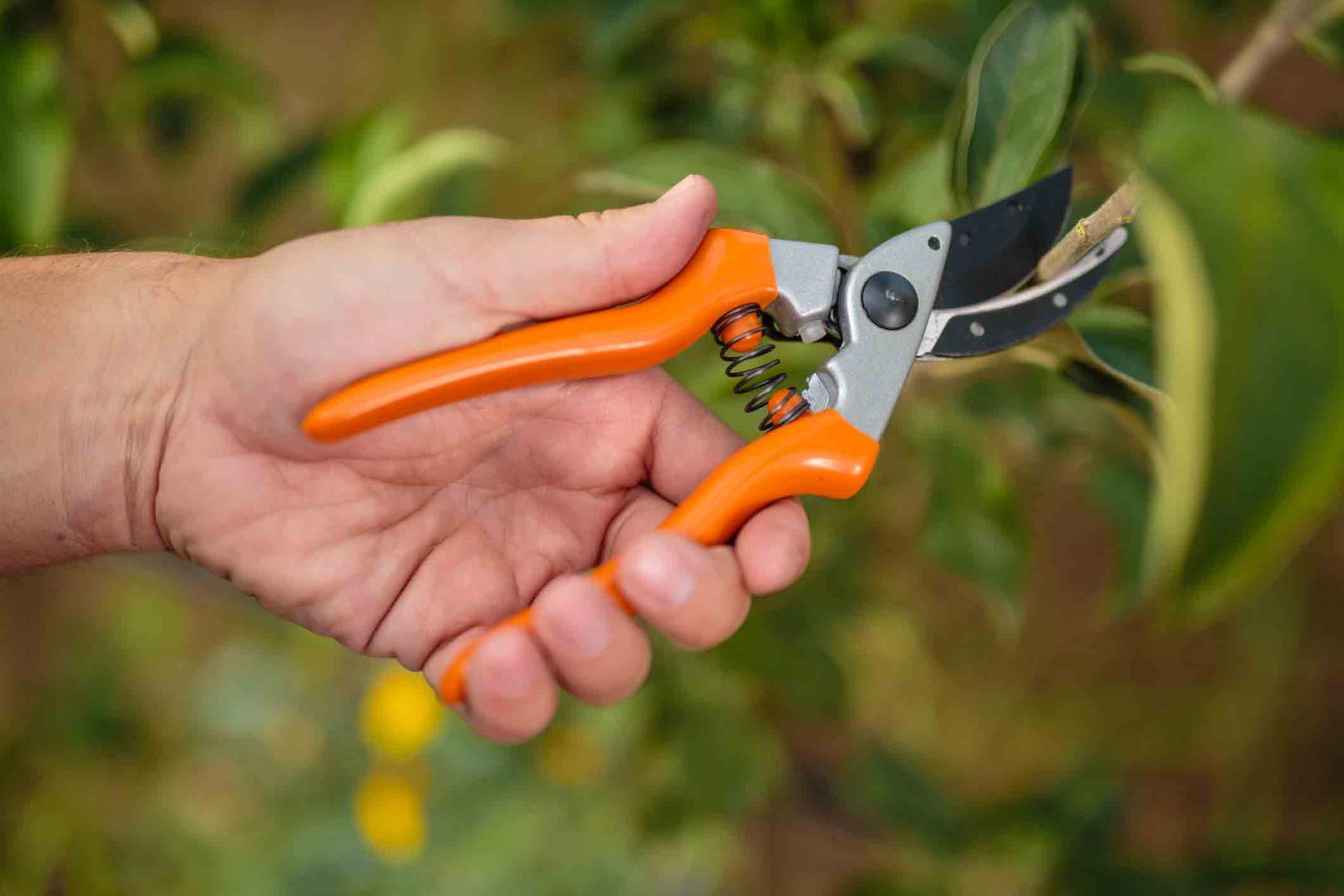 Orange pruning shears trimming tree branch, representing professional tree services in Frankfort, IL