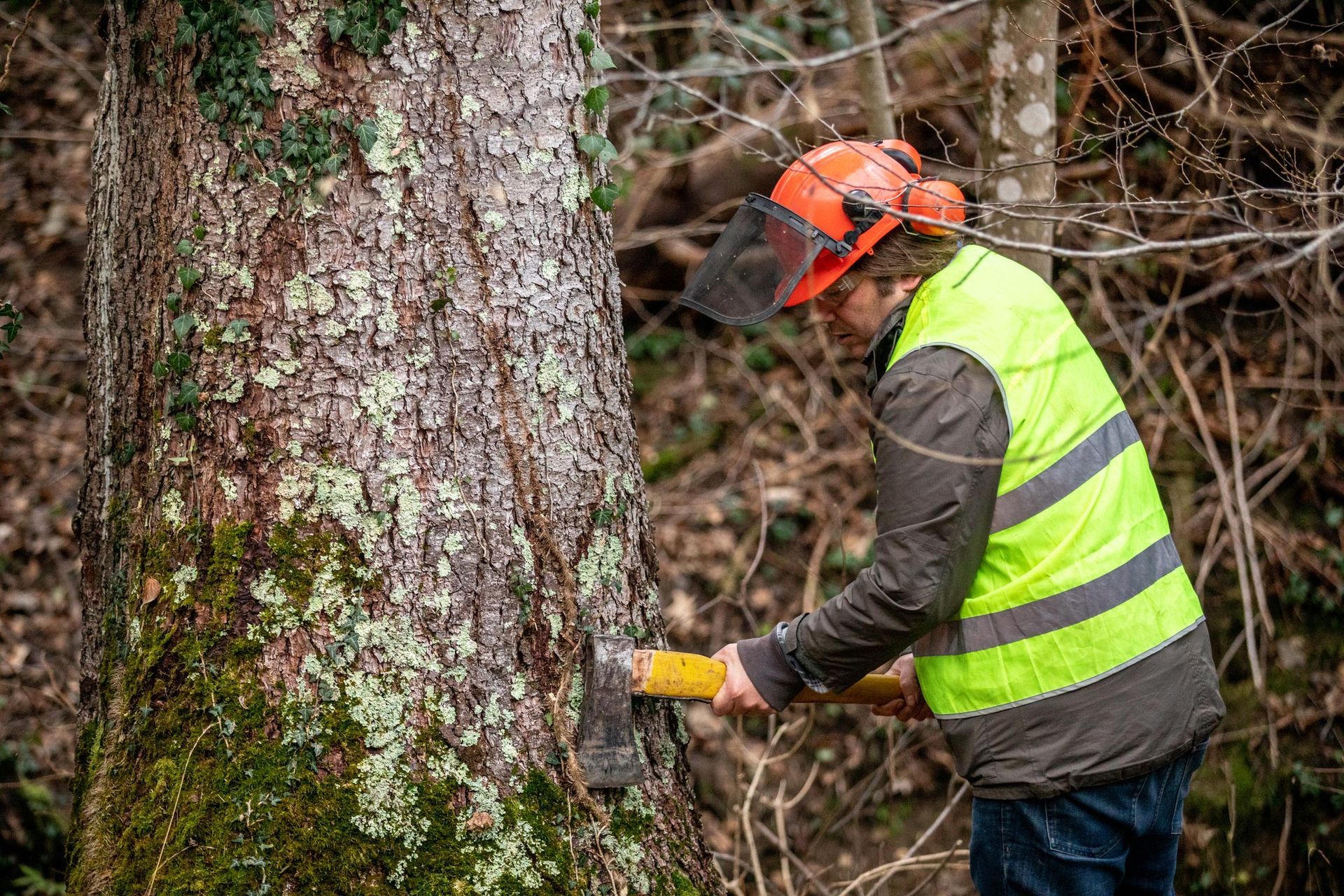 A man in a bright safety vest is actively cutting a tree, ensuring safety during tree removal.