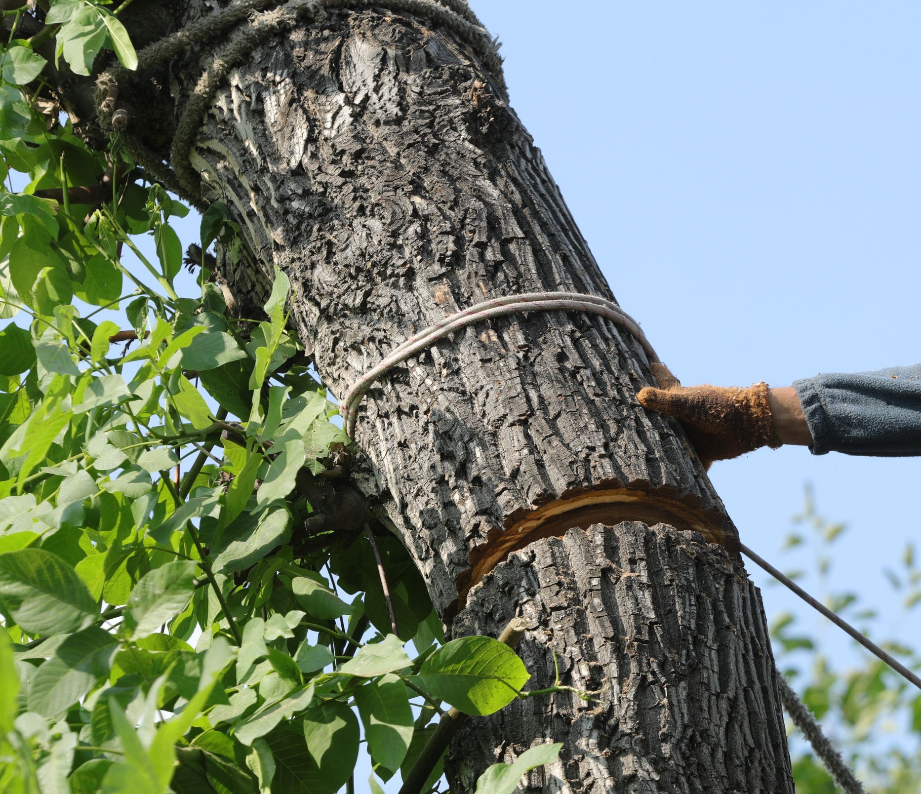Close-up of a tree trunk partially cut with a rope tied around it for removal.