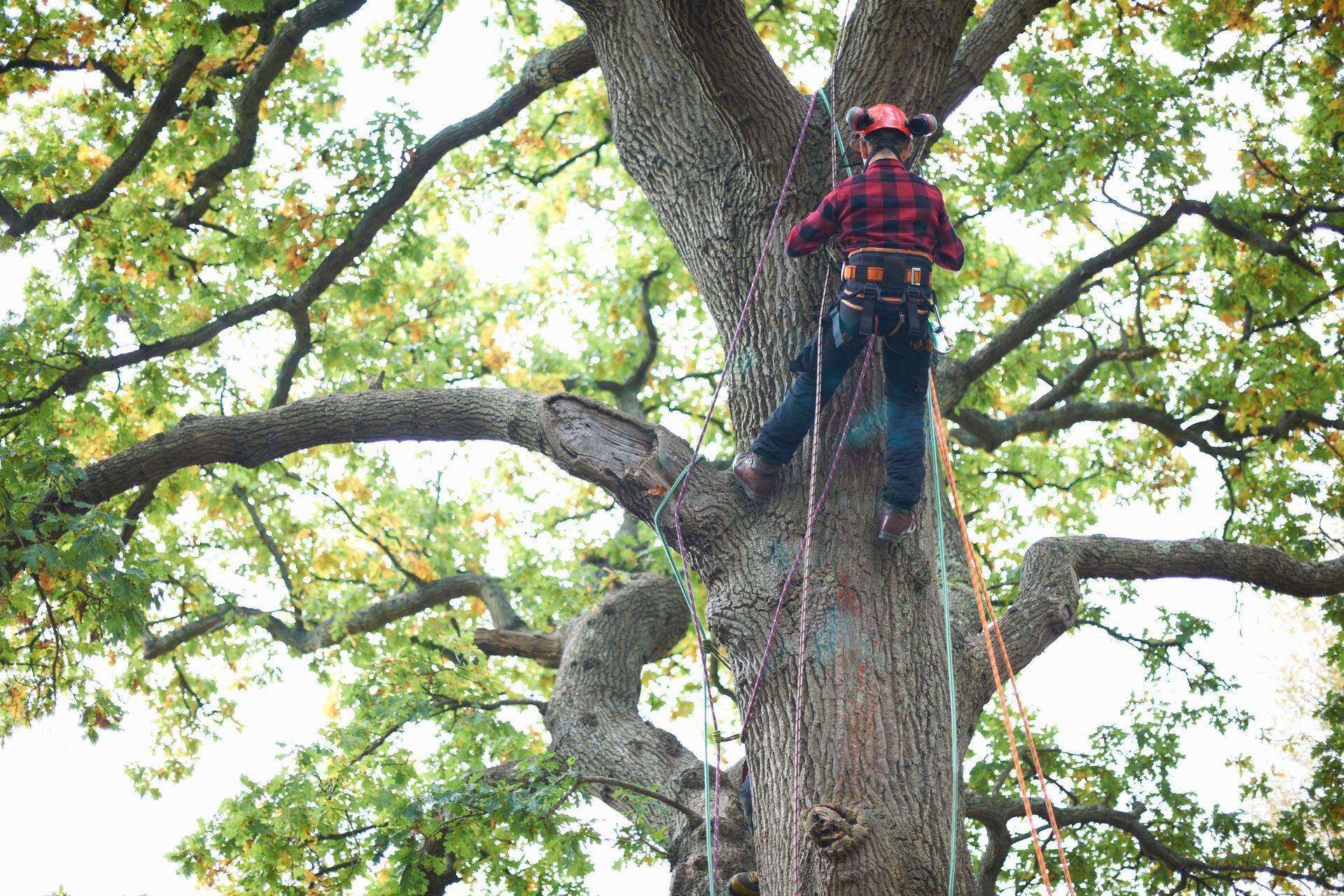Worker secured with ropes climbing a large tree for removal work.