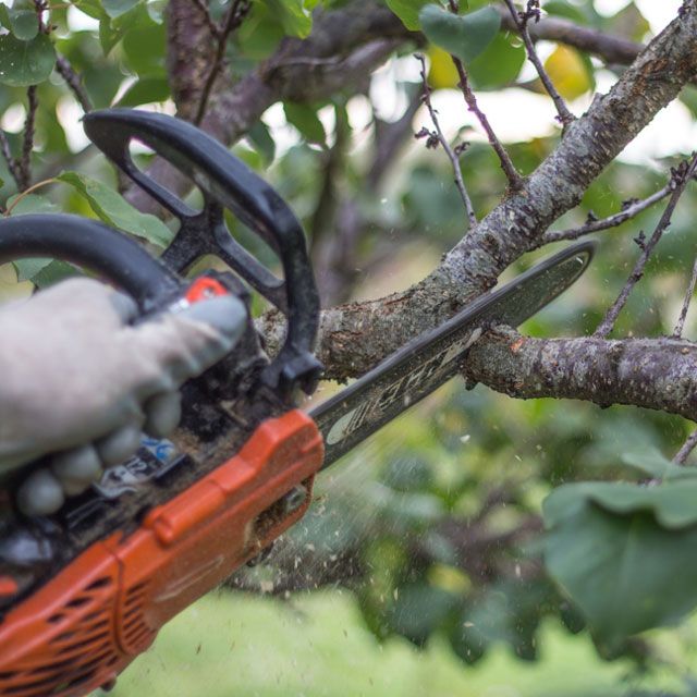 Tree Pruning Process — Alsip, IL — Smitty’s Tree Service