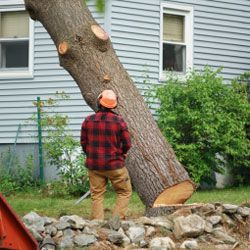 Man Standing in Front of A Tree — Alsip, IL — Smitty’s Tree Service
