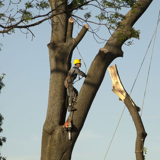 Man on A Tall Tree — Alsip, IL — Smitty’s Tree Service