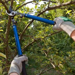Arborist Using Loppers — Alsip, IL — Smitty’s Tree Service