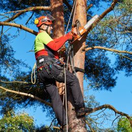 Arborist on A Tree — Alsip, IL — Smitty’s Tree Service