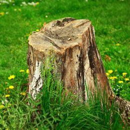 Small Tree Stump — Alsip, IL — Smitty’s Tree Service