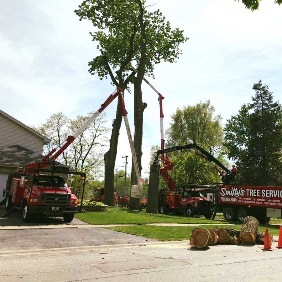 Trimming Trees — Alsip, IL — Smitty’s Tree Service