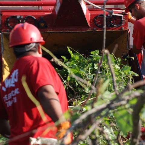Shredding the Branches — Alsip, IL — Smitty’s Tree Service