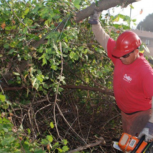 Man Holding a Fallen Tree — Alsip, IL — Smitty’s Tree Service