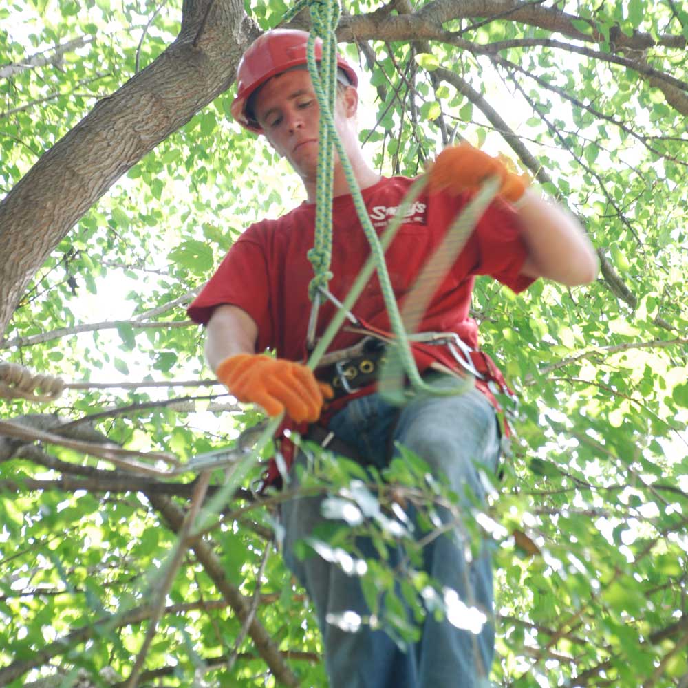 Man Working on A Tree — Alsip, IL — Smitty’s Tree Service