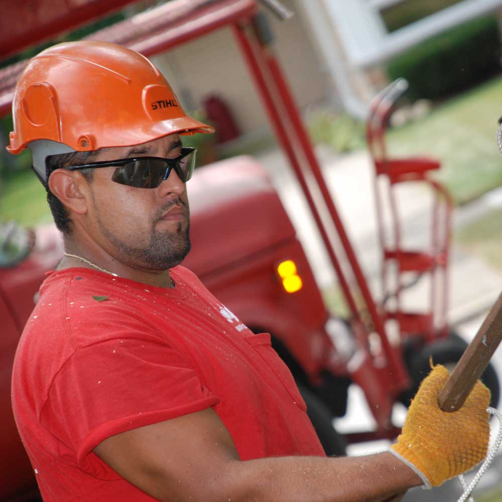 Arborist Holding Something — Alsip, IL — Smitty’s Tree Service
