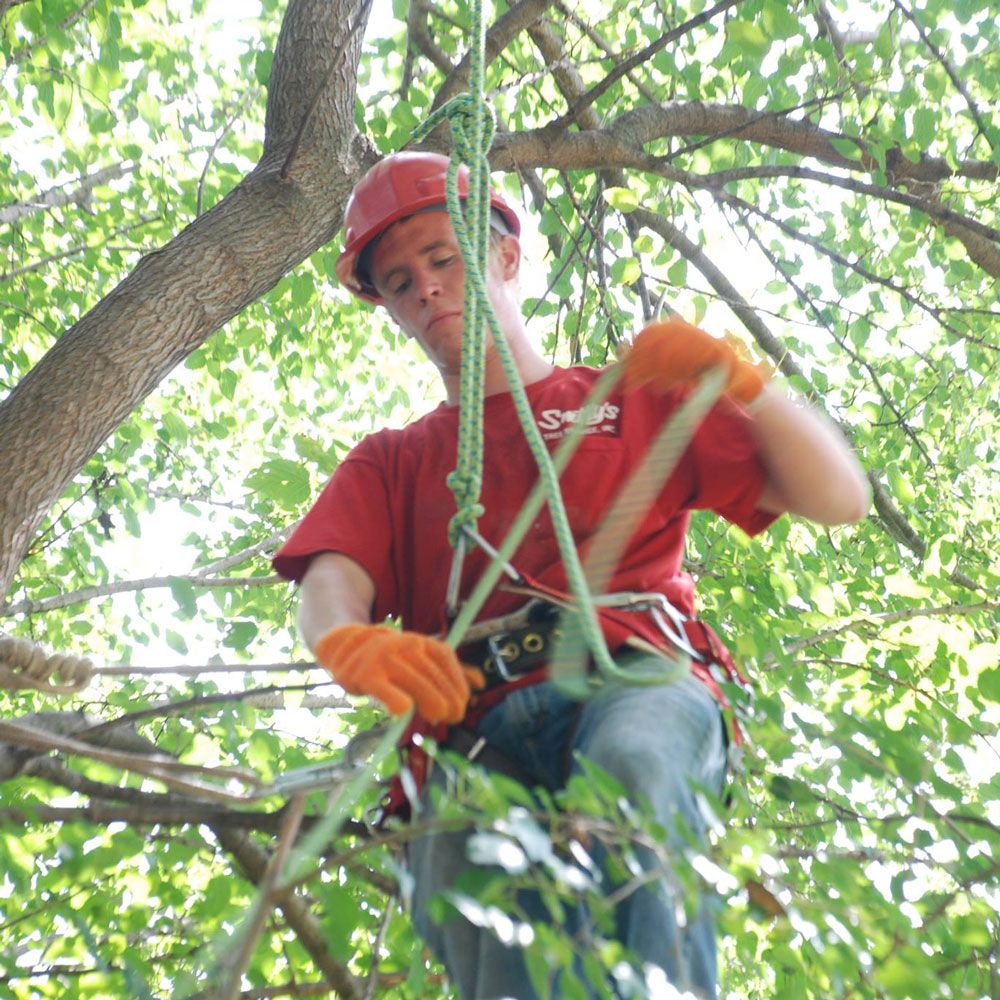 Man on A Tree — Alsip, IL — Smitty’s Tree Service