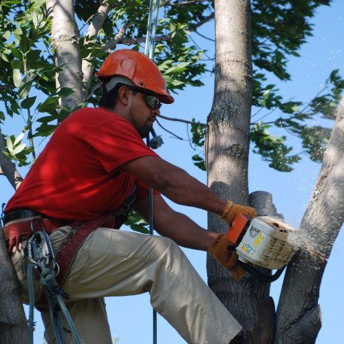 Tree Trimming — Flossmoor, IL — Smitty’s Tree Service