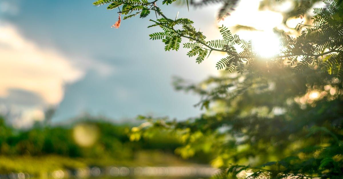 The sun is shining through the branches of a tree.