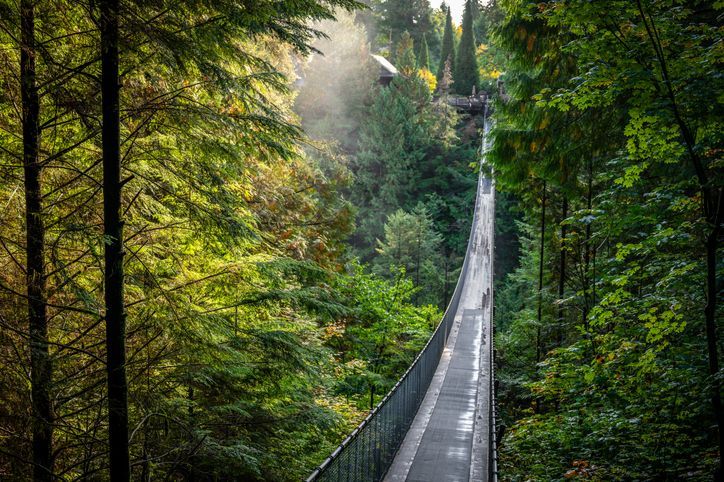 A suspension bridge in the middle of a forest.