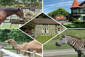 Collage of a horse, log cabin, camel, zebra, and large house with a turret.