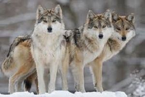 Three wolves standing in the snow, looking forward. They have gray and beige fur.
