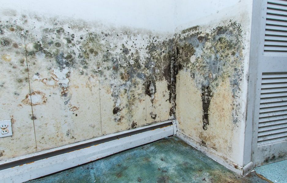 Mold infestation on interior wall in corner, with dark patches and water damage.