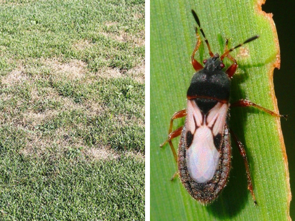 a patchy lawn due to  the damage and infestation of sod webworms