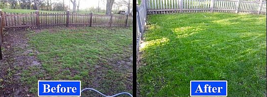 before and after picture showing how overseeding can significantly improve the looks of a lawn
