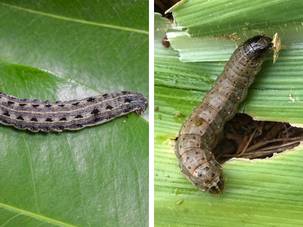 zoomed in picture of armyworm, which is a type of lawn-damaging surface insect