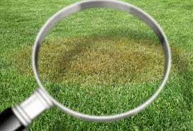 zoomed in picture of brown patch, a type of lawn disease on a lawn