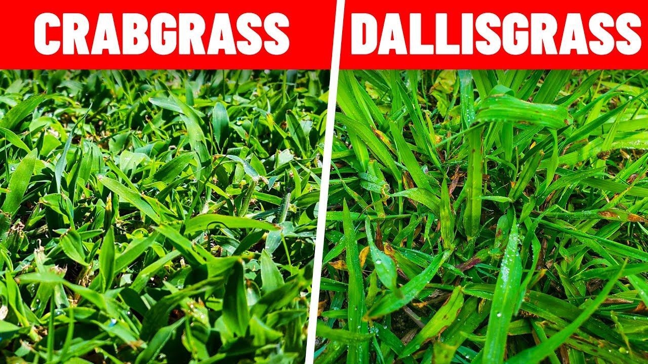 comparison of the visual difference of crabgrass and dallisgrass on the left and the right respectively