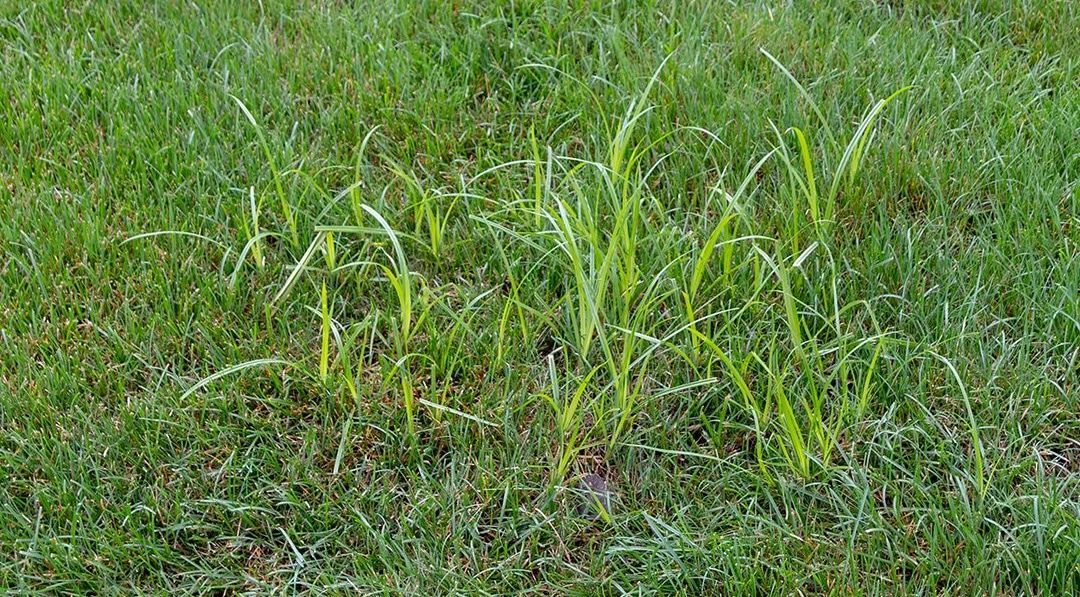 a close up of patches of nutsedge growing in the middle of a lawn