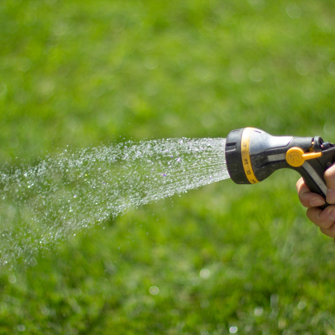 A person is watering a lawn with a hose.
