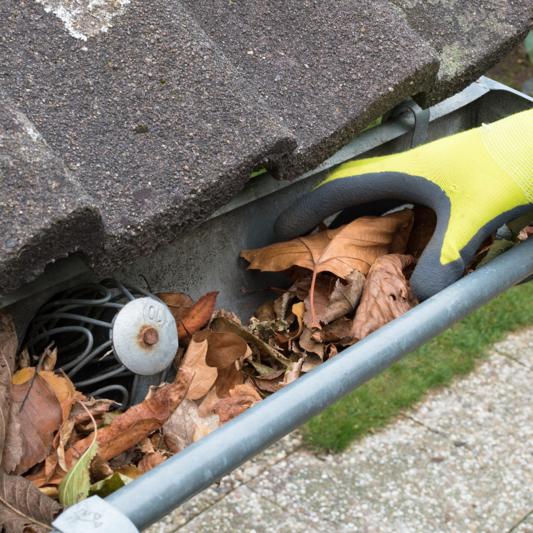 A person wearing a yellow glove is cleaning a gutter filled with leaves.