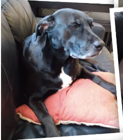 Maria Petraglia Dog - Lupe, a happy customer of The Dog Sitting Co.