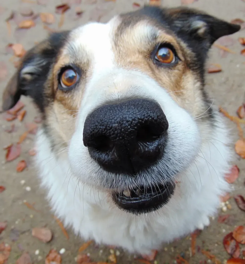 Close-up of a dog with a white and brown face, looking up with a slightly open mouth.