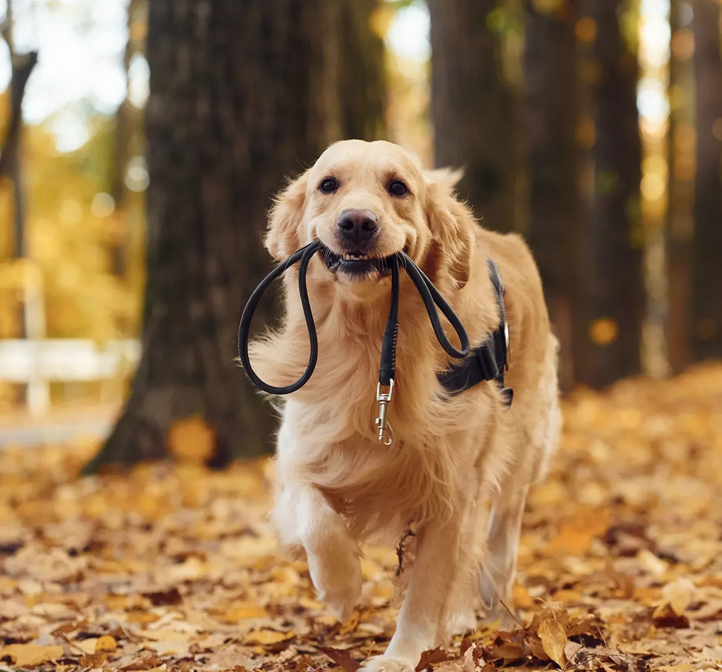 Golden retriever runs toward camera with leash in mouth; autumn leaves and trees in background.