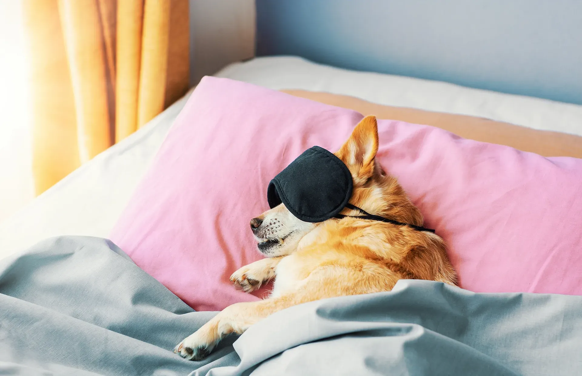 Dog Sitting Services: Finding the Right Care for Your Budget and Busy Lifestyle post ie