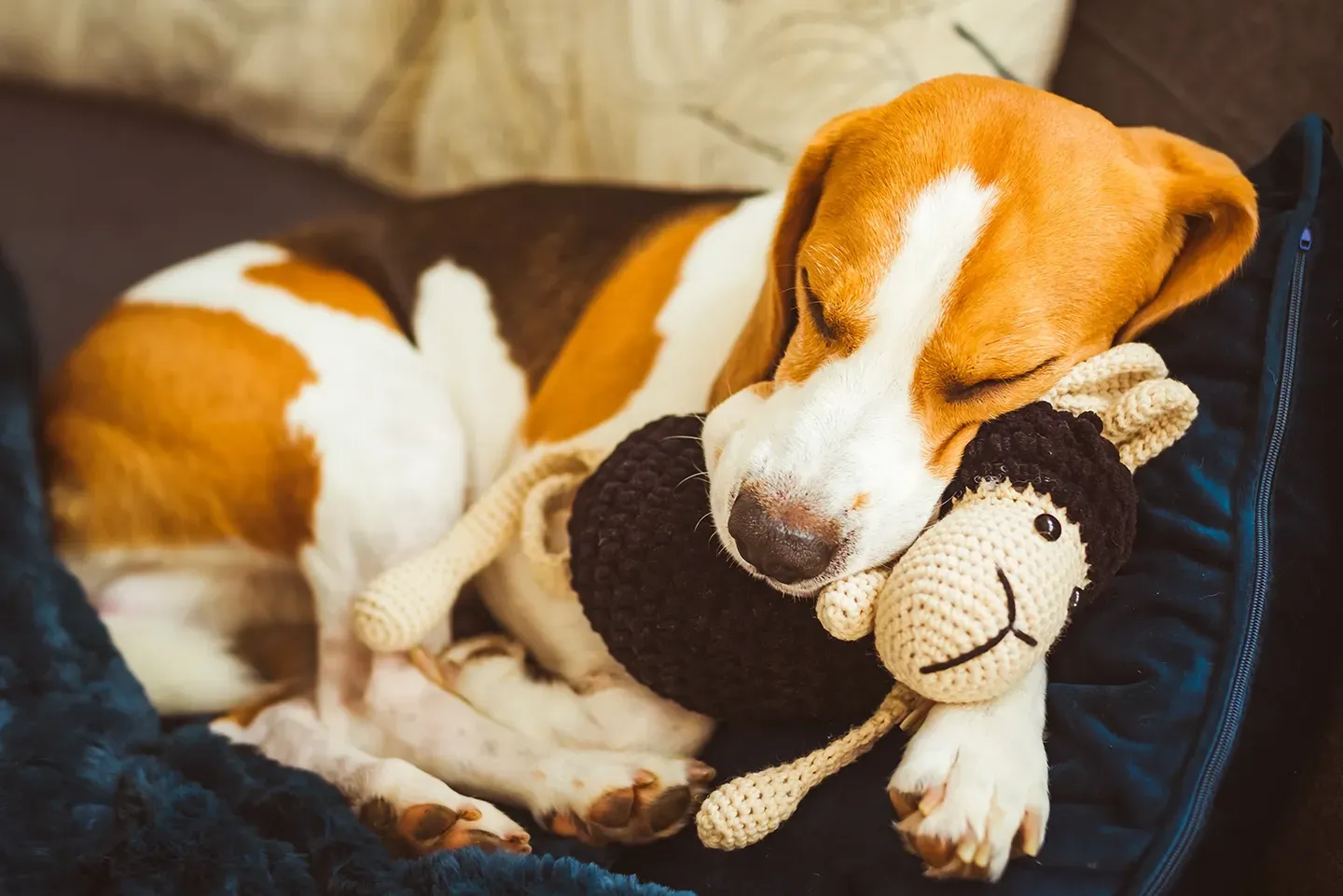 Beagle dog sleeping in a blue dog bed, snuggling a crocheted lamb toy.