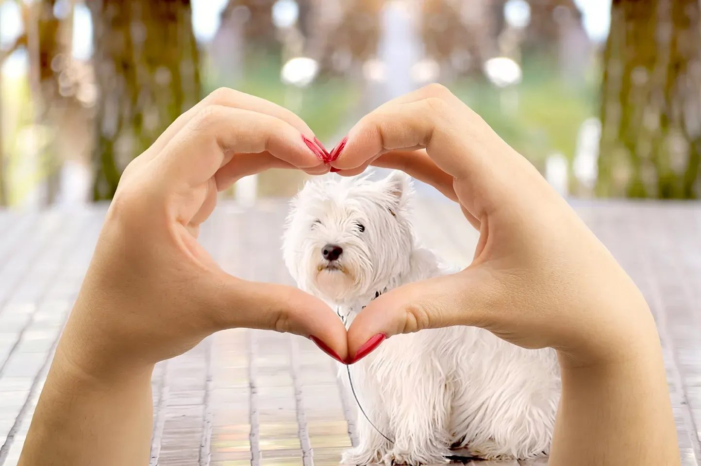 Hands forming a heart around a white West Highland White Terrier.