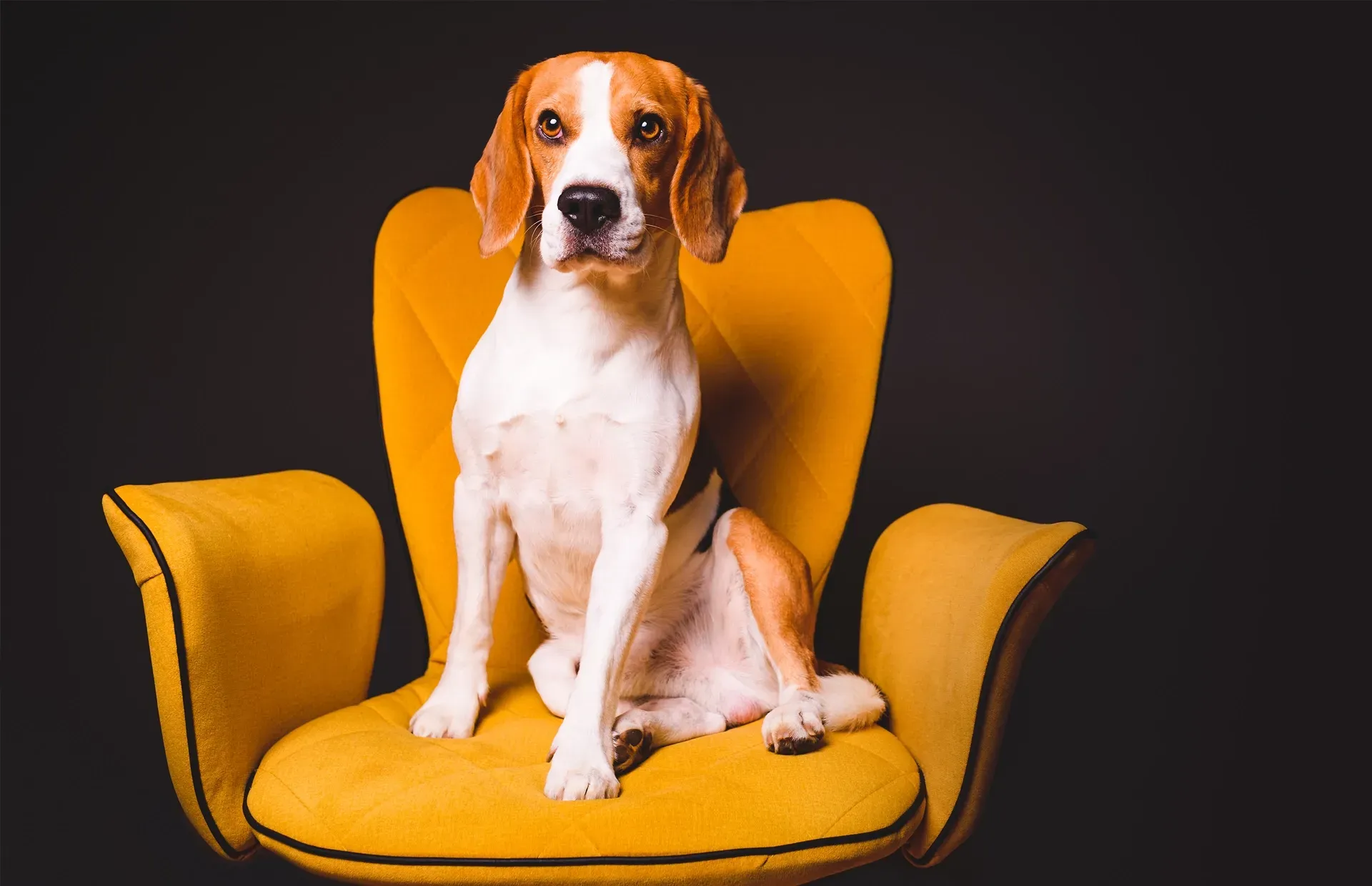 Northgrove Dog Sitting Services post image