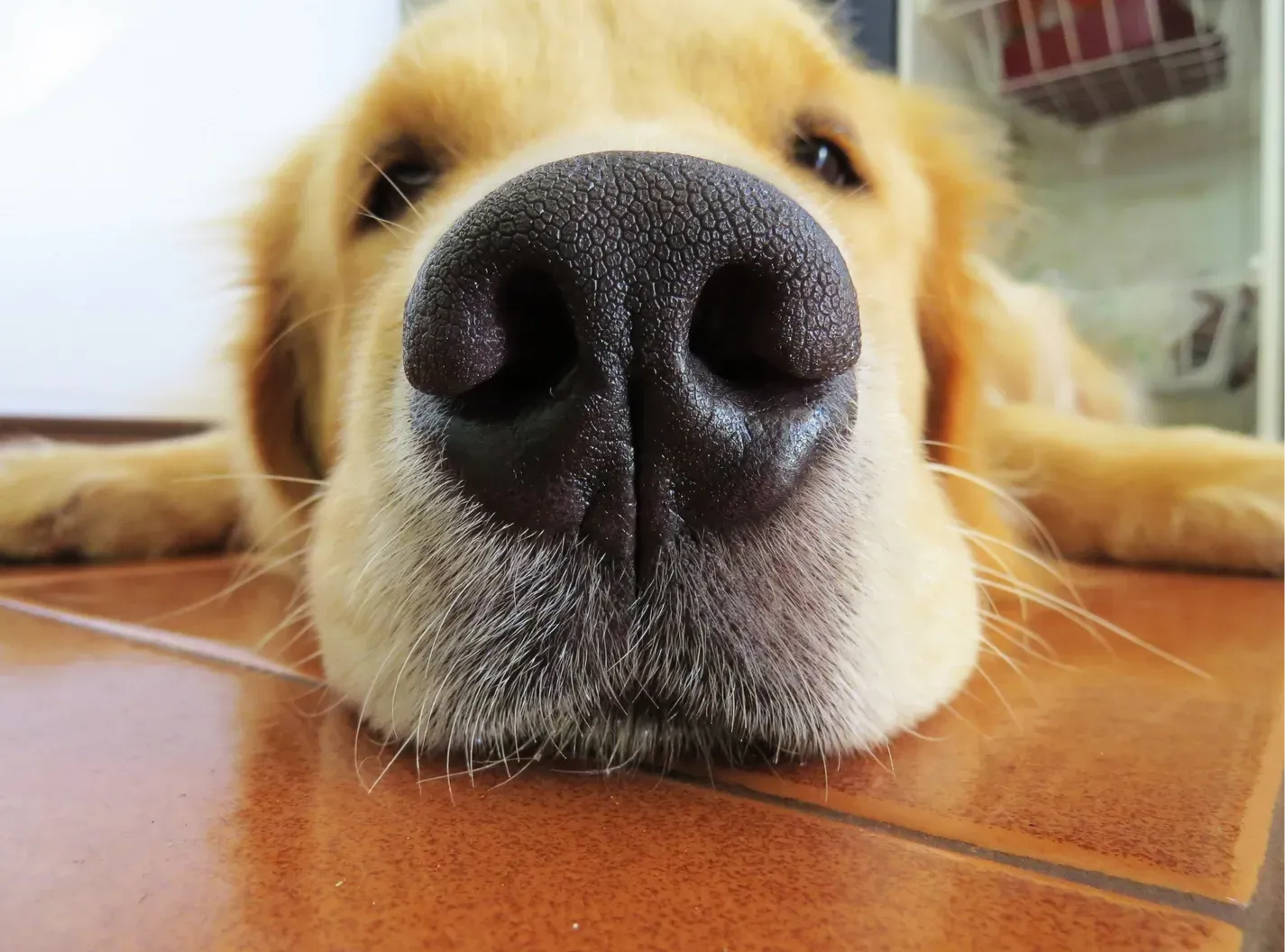 Close-up of a golden retriever's wet, black nose on a brown tiled floor. The dog is looking at the camera.