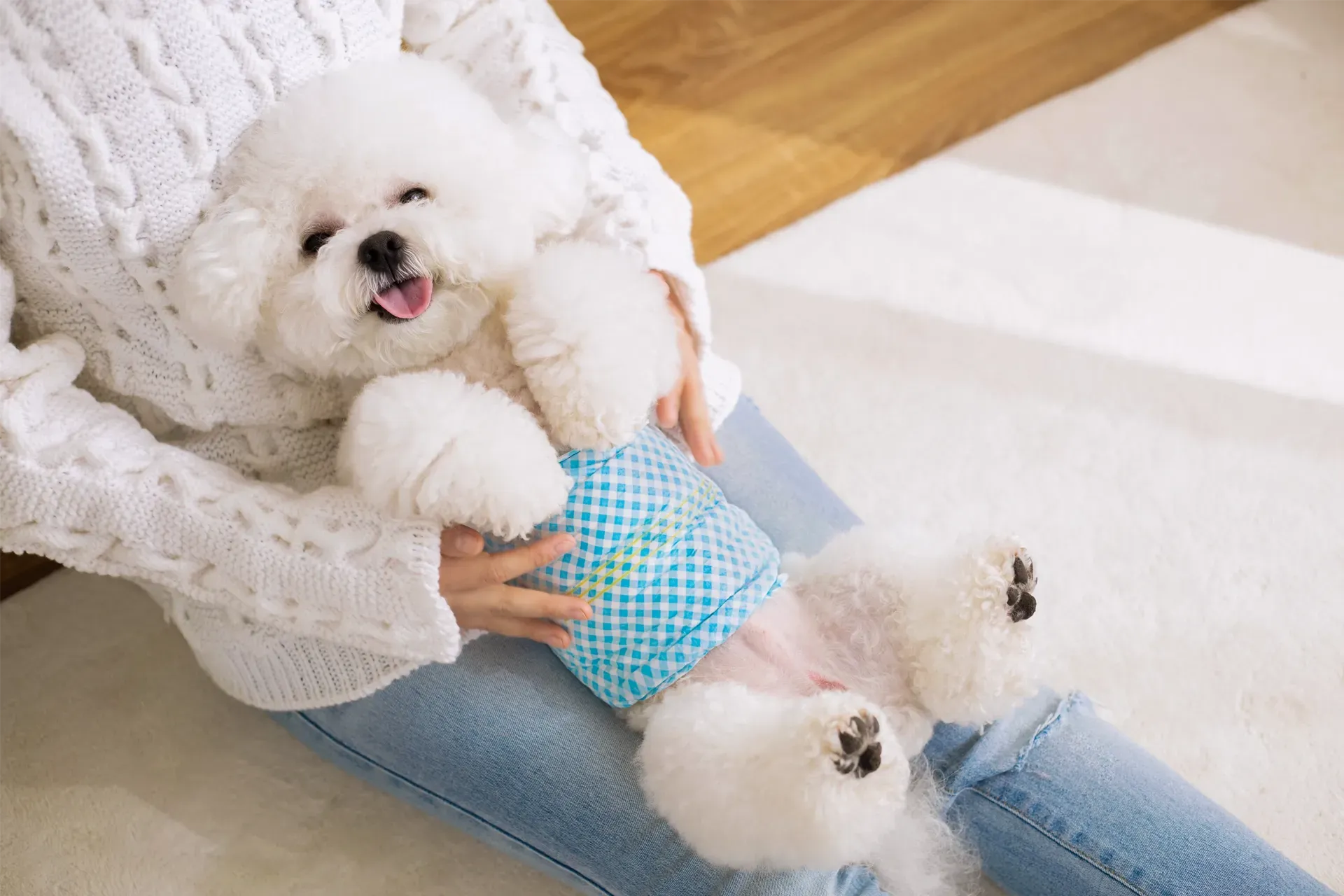 The Dog Sitting Co. VS Rover article blog image