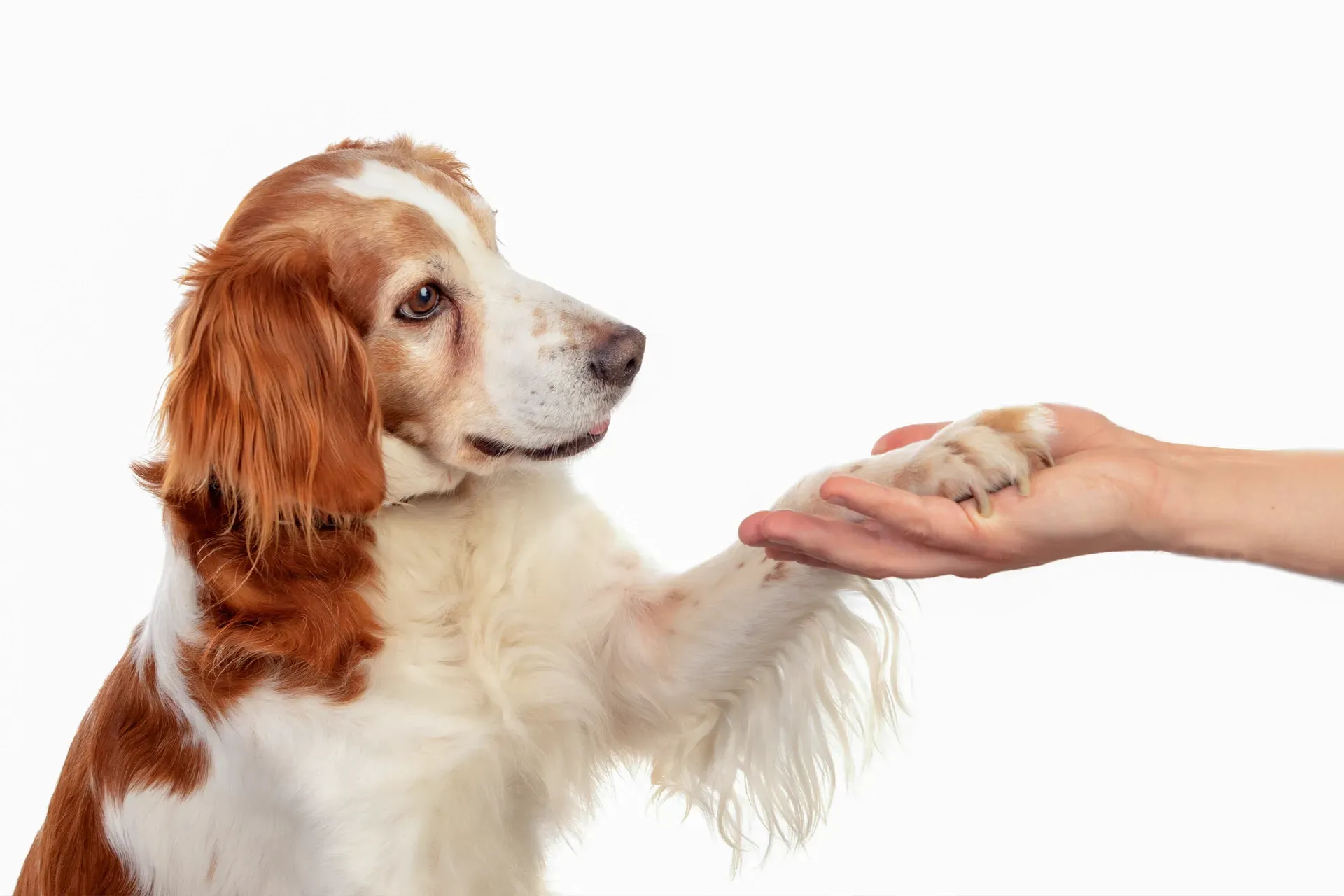 Dog with brown and white fur giving paw to person.