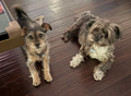 Mercedes Lorenzo Dogs - happy customers of The Dog Sitting Co.