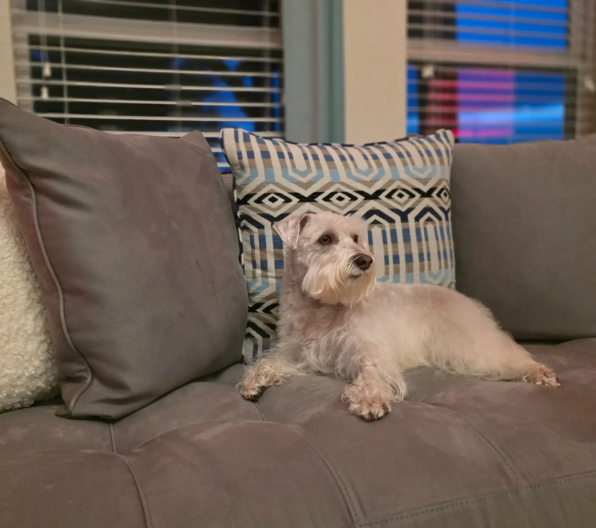 Adriana Johnson Dog - Maya, a happy customer of The Dog Sitting Co.