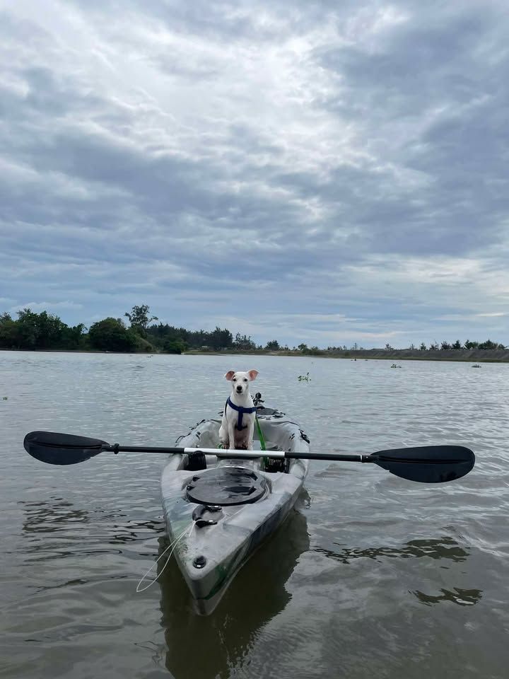 Dog in a kayak on water, holding a paddle. Overcast sky, trees in the background.