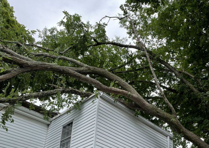 Emergency Tree Removal in Wakefield, MA