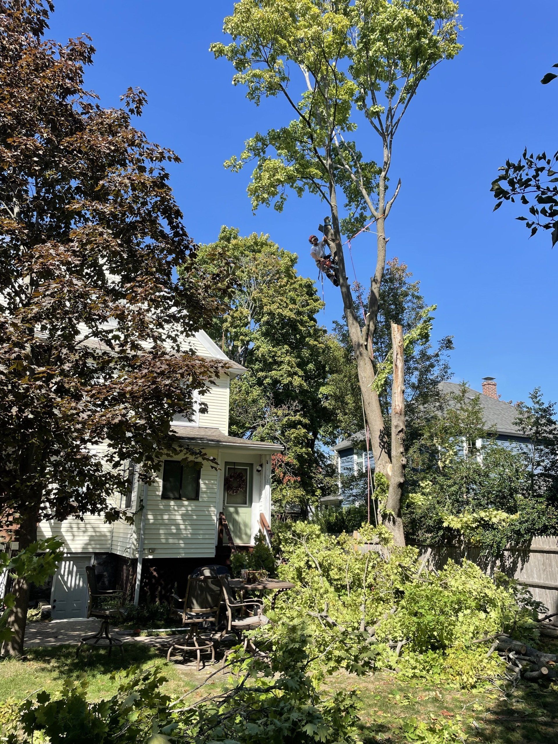 Tree Removal Melrose, MA