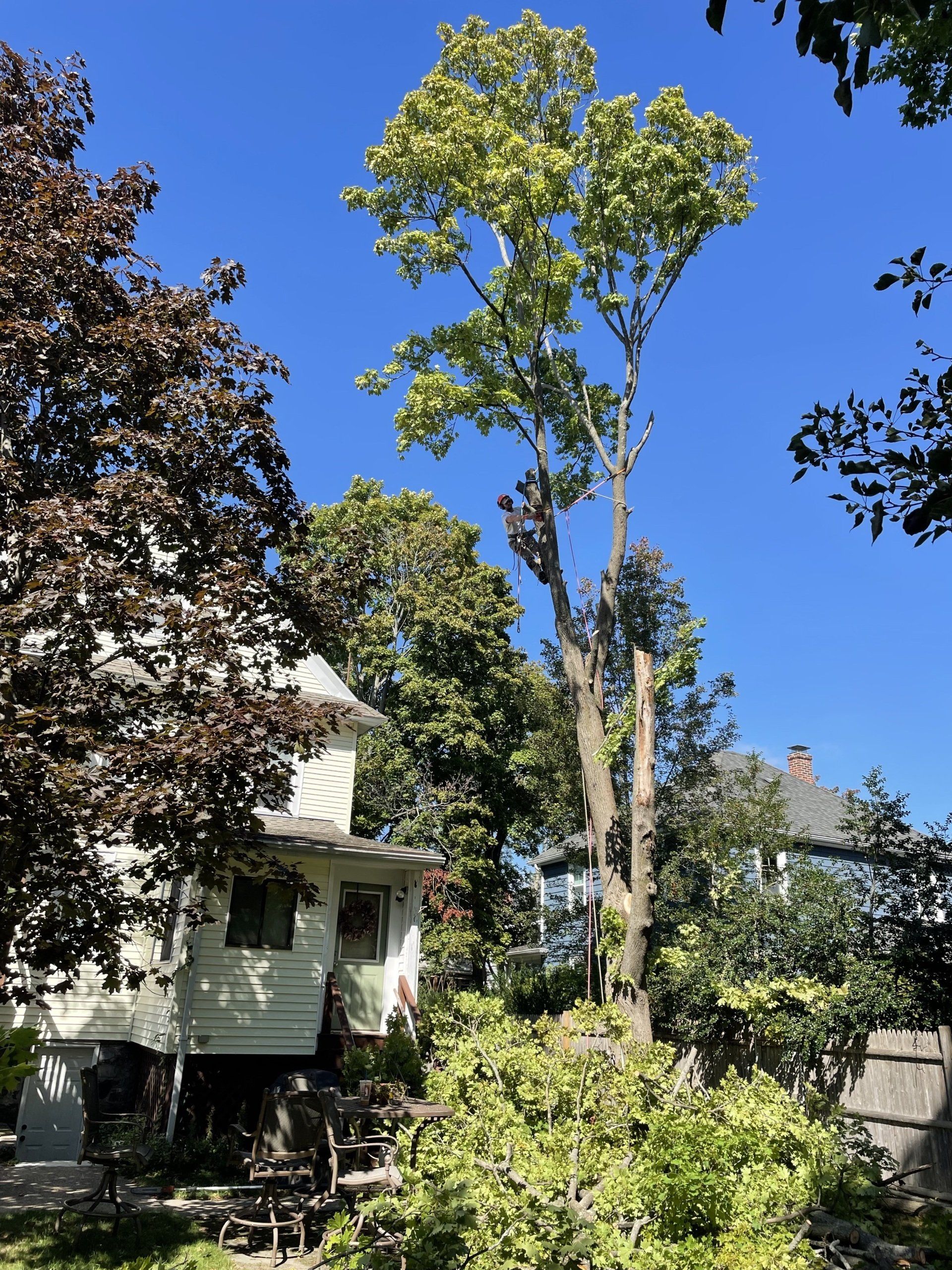 Tree Removal Stoneham, MA