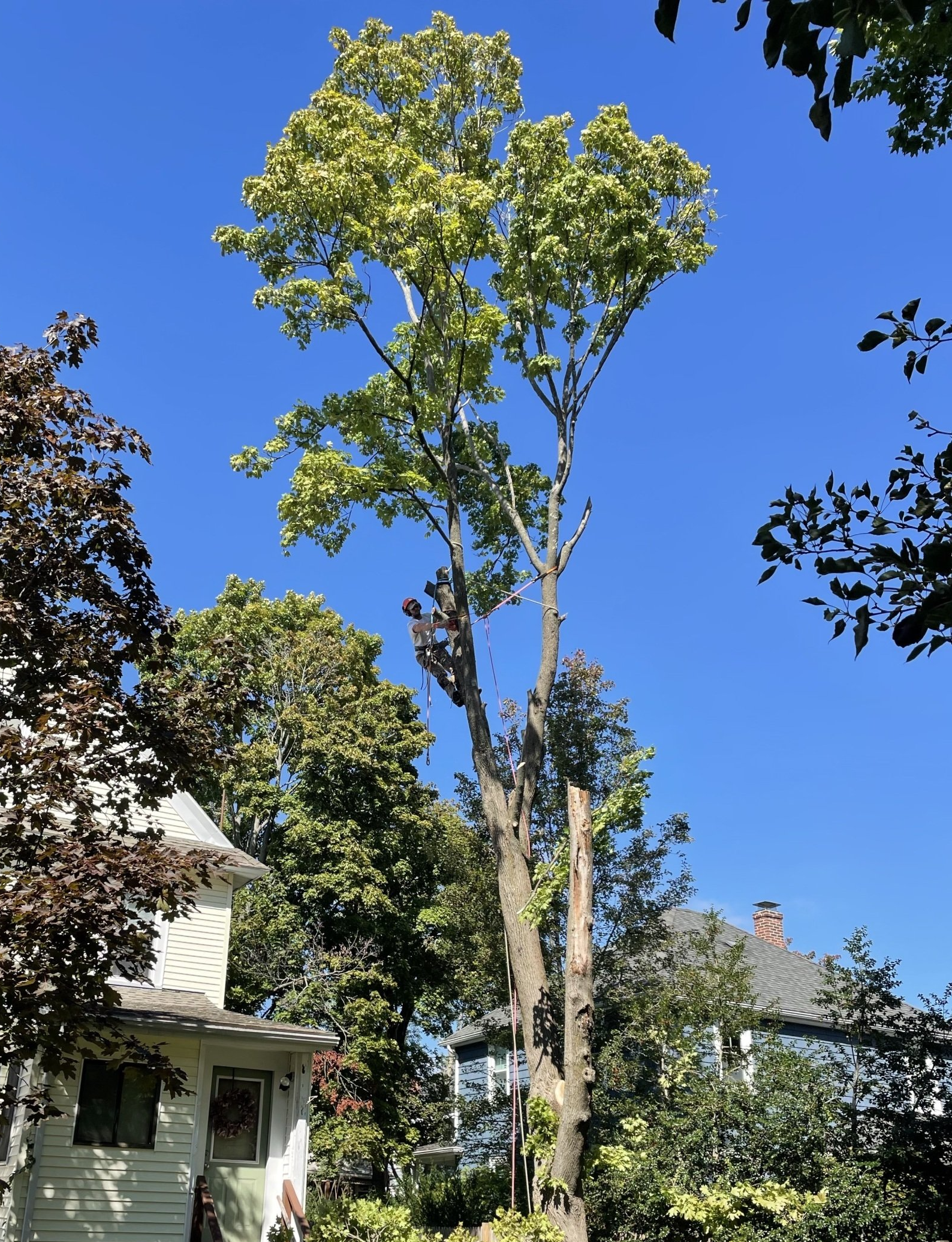 Professional Tree Services Across Greater Boston